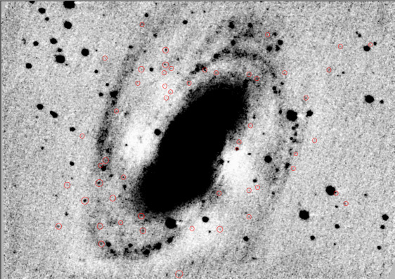 Globular clusters of M81